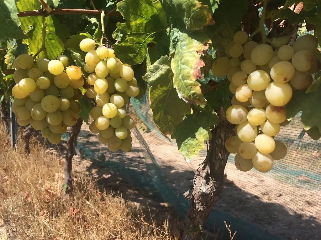 Vakantieboerderij Agriturismo Mieleamaro Villa Olbia Italië